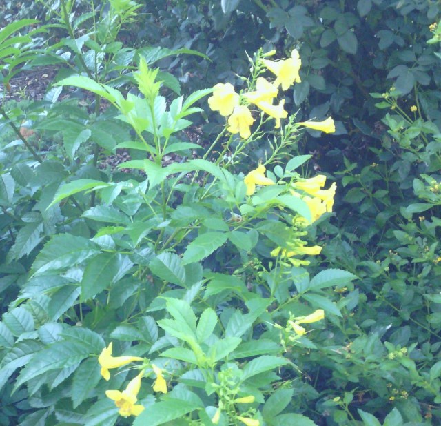 IMG_20130827_185247-1