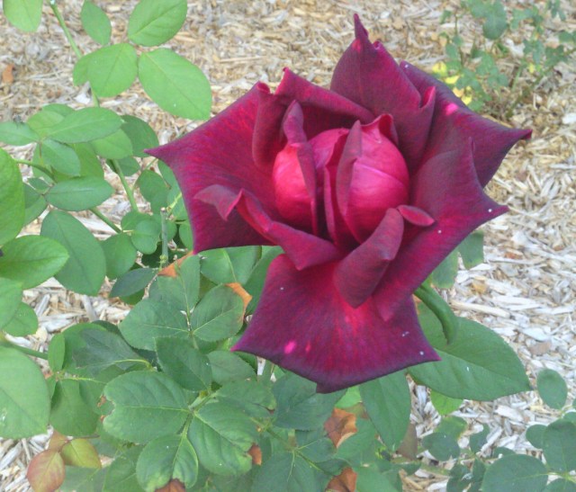 IMG_20131005_081011-1