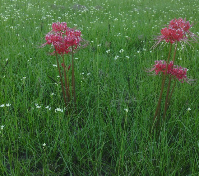 IMG_20131009_172949-3