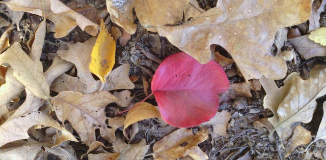 IMG_20131119_101240-1