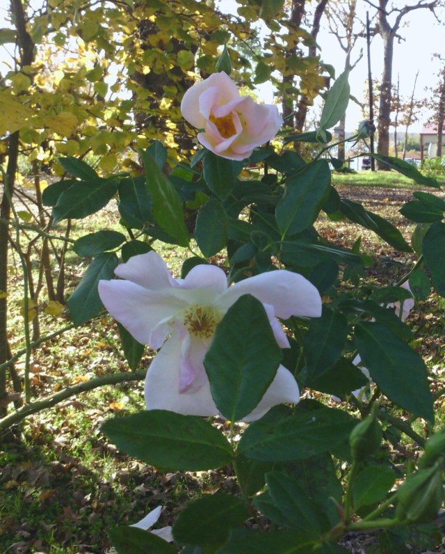 IMG_20131119_101659-1