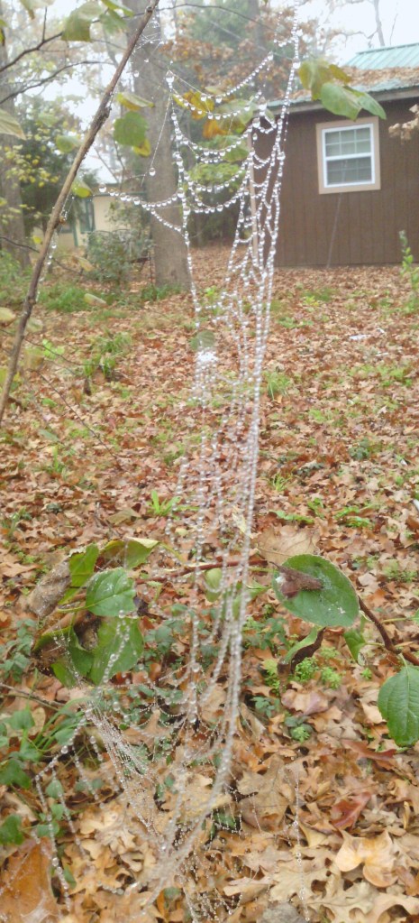 IMG_20131202_121732-1