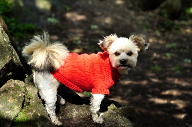 Dog Jumpers 036